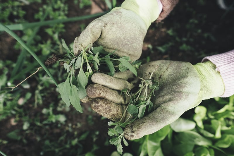Outdoor plant care