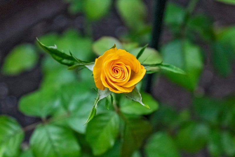 Colorful flowers in a garden
