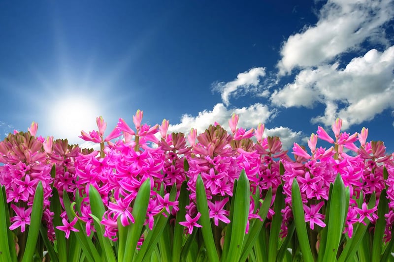 Hyacinth flowers in a garden